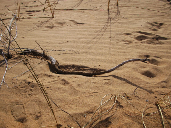 与黄沙共舞,同天鹅齐飞--11月天鹅湖之行