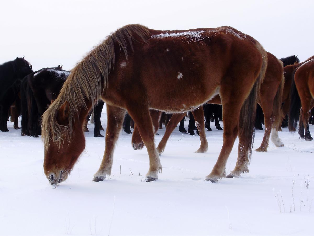 注:三河马,因当地有三条河流(海拉尔河,克鲁伦河,哈拉哈河.)而得名.