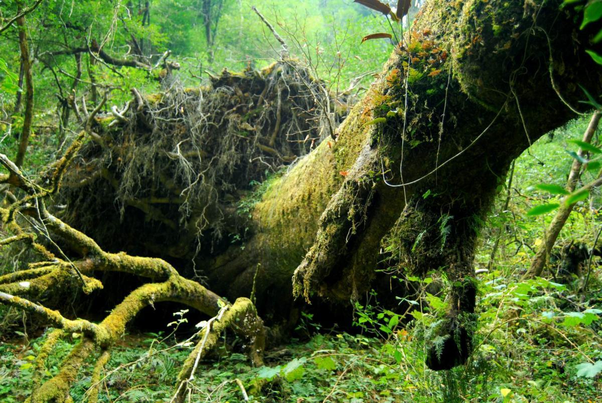 富川北卡山原始森林穿越 - 第6页 - 广西 - 8264户外