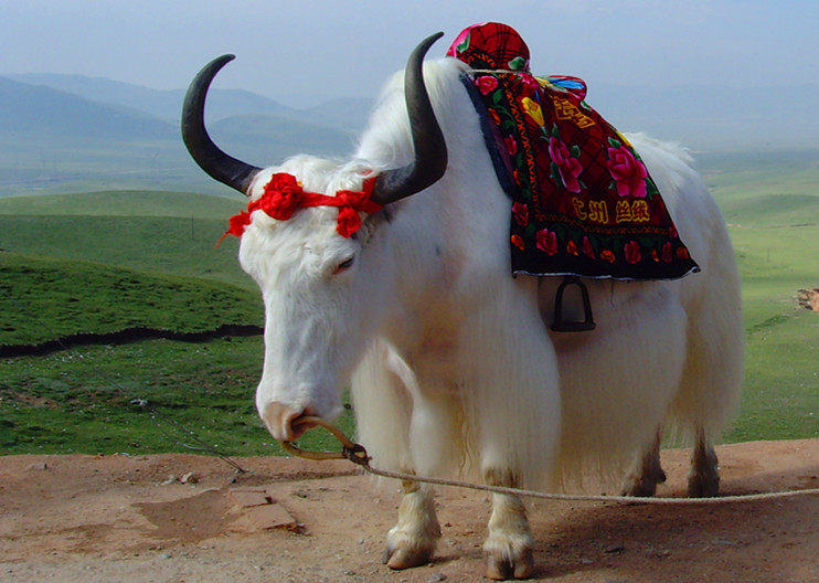 三香格里拉狼毒花藏牦牛0003