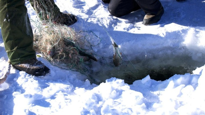 中国漠河北极村鱼民在捕鱼收网上了