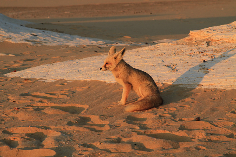 情迷撒哈拉2012梦回埃及