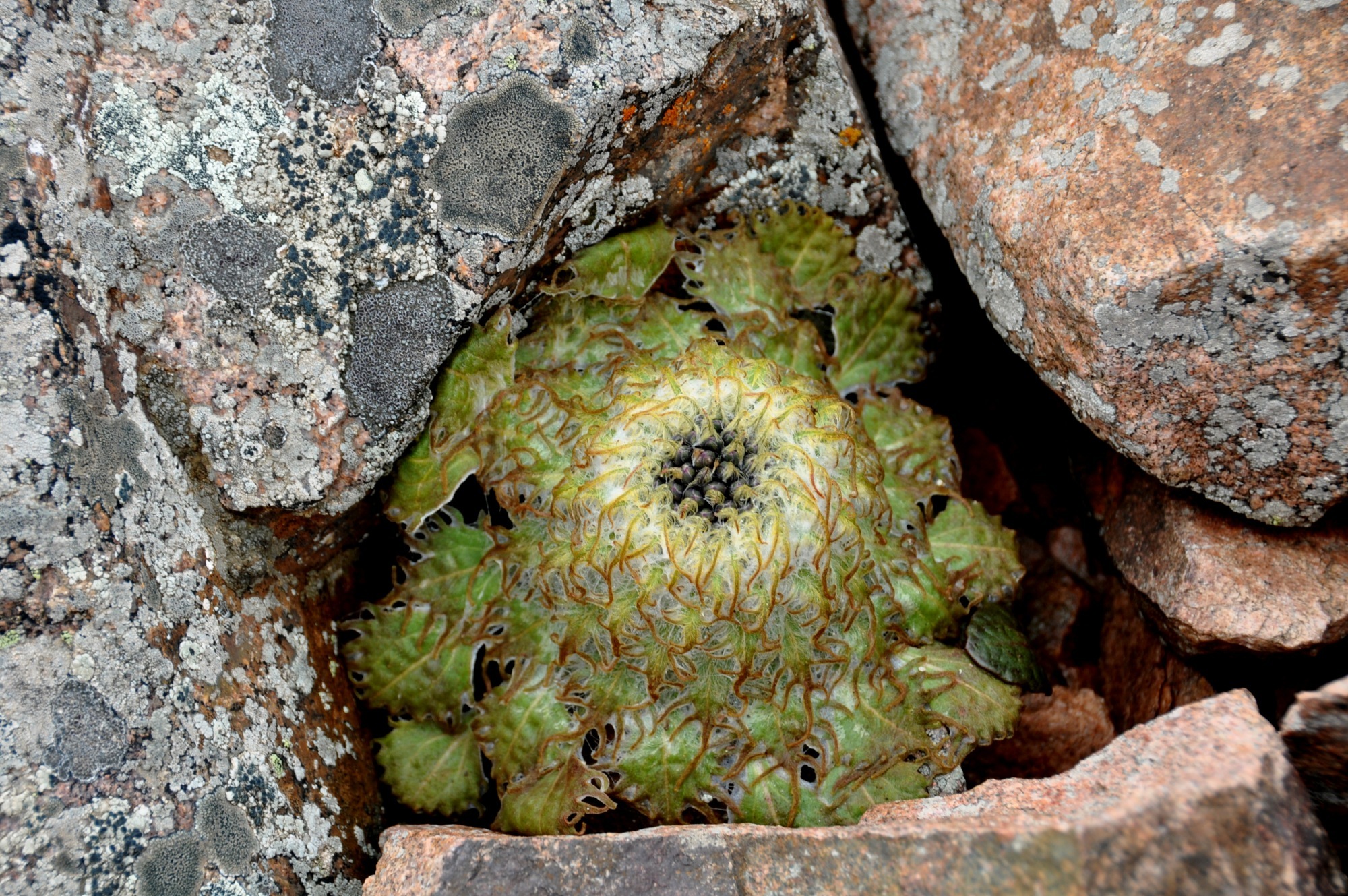 让我每每登山见到都会肃然起敬的高山雪莲(四千米以上才有,且长在石头