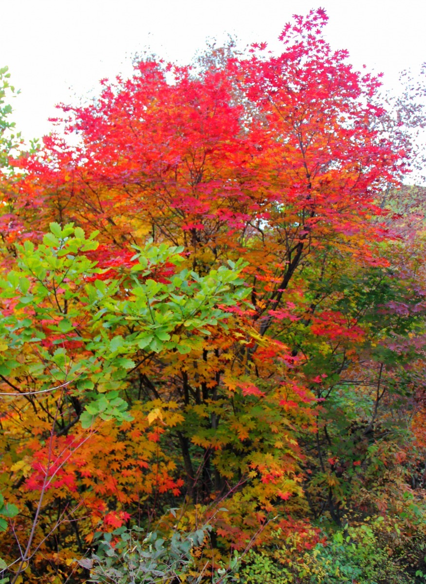 醉美的枫叶,你为谁而红——本溪,丹东自驾游记