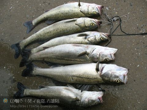 绥中电厂海边出水口钓斑点鲈鱼