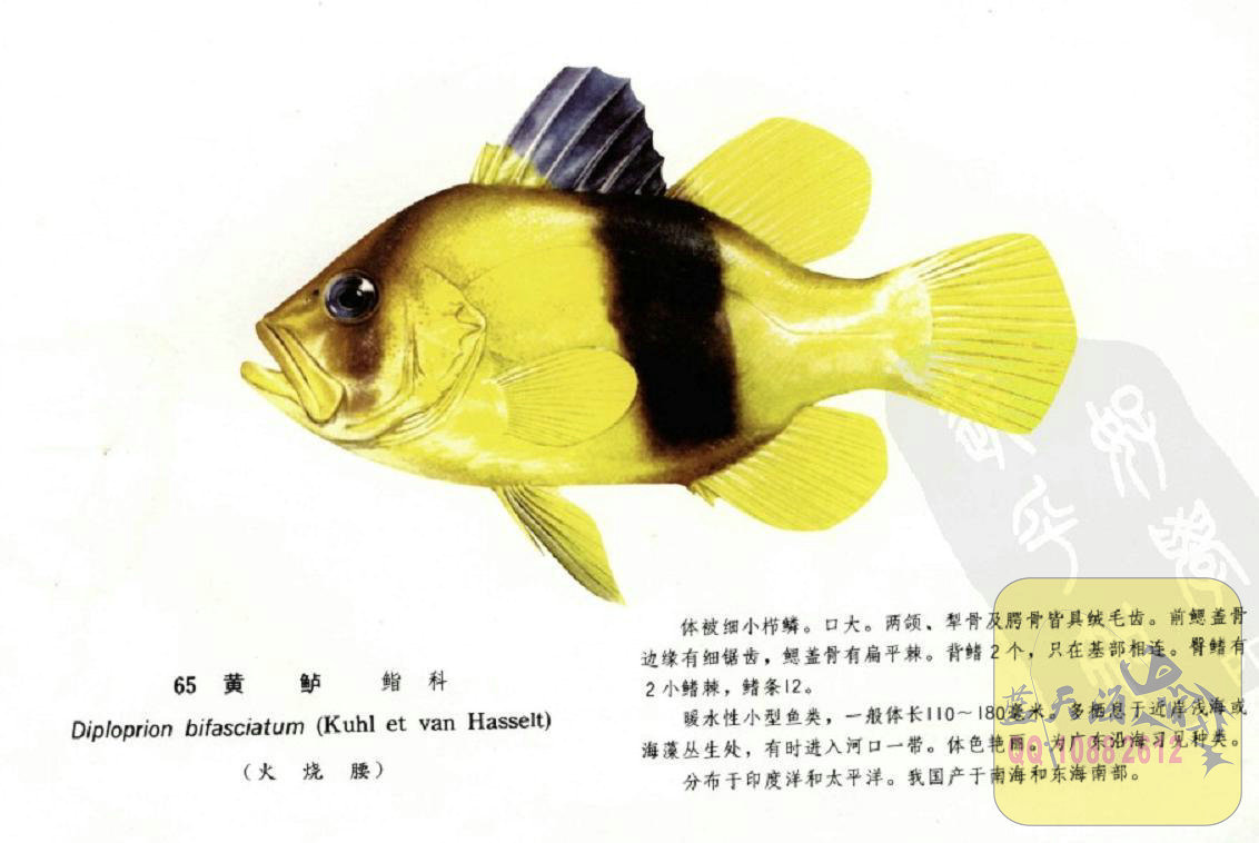 中国海洋鱼类图谱三