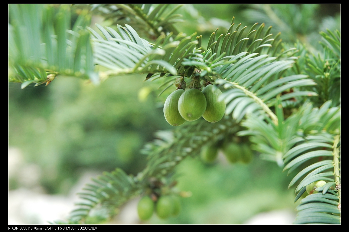 化蝶翩翩舞神游祥云间端午徒步莲花台