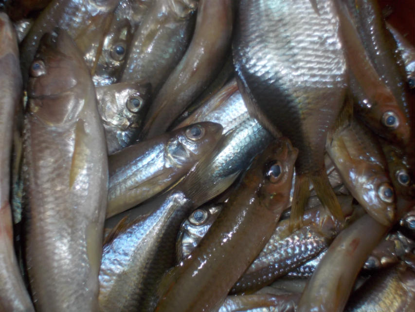 游钓太平湖小杂鱼