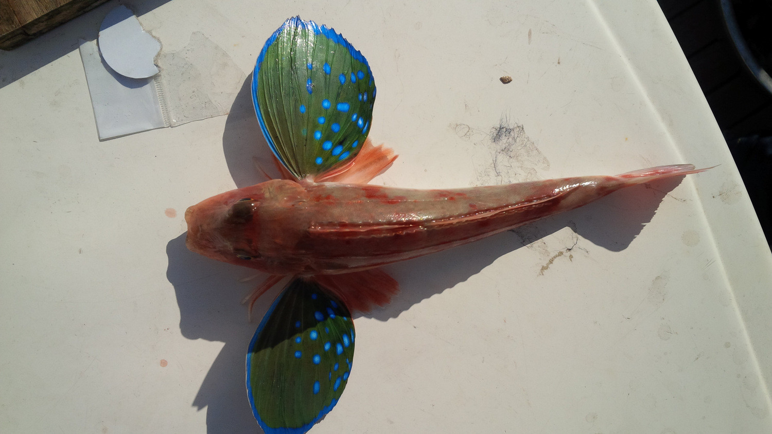 这个鱼很漂亮.还有爪子,渔民都叫他红头或者红缨,熬汤非常鲜美.