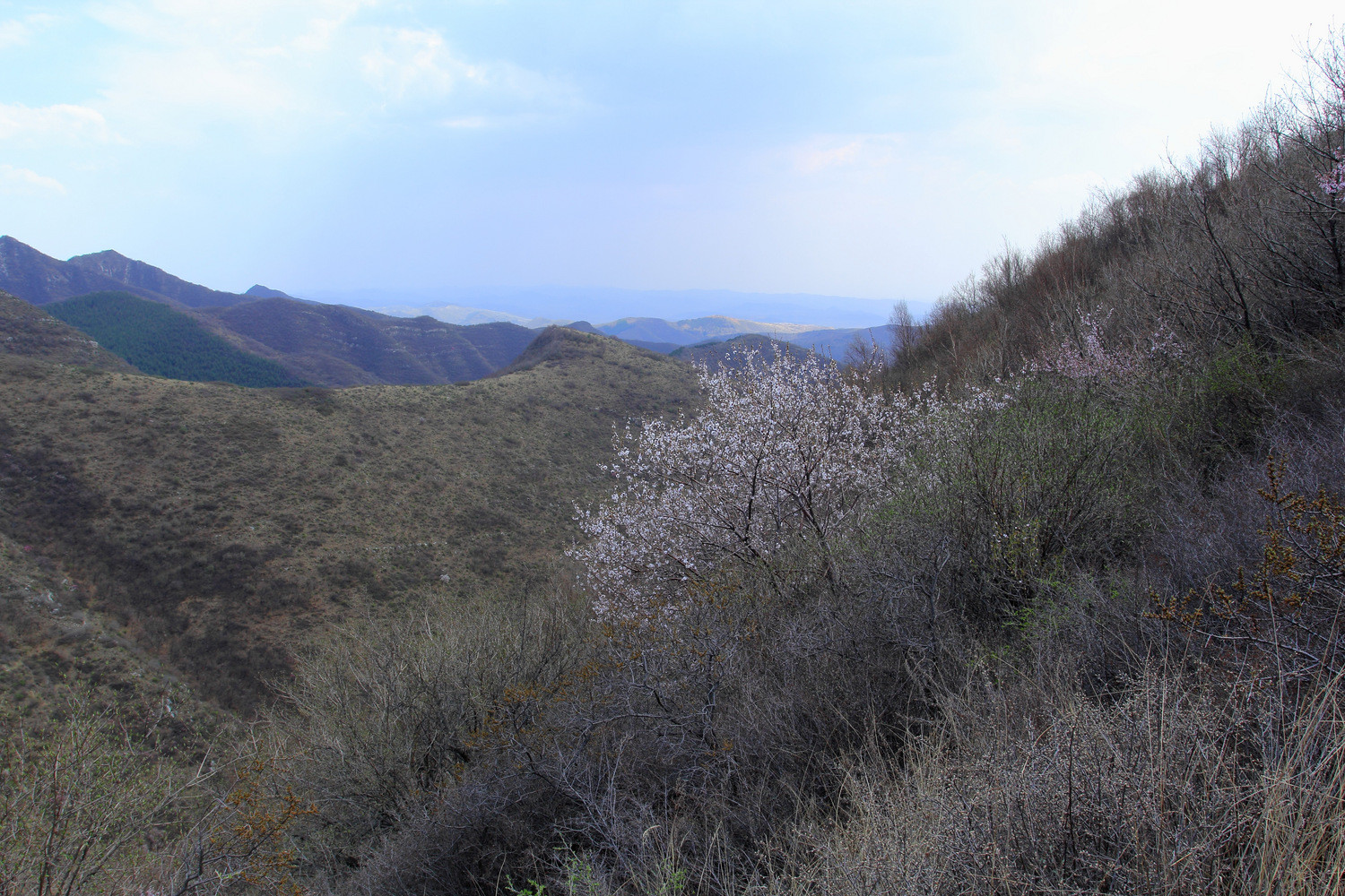 山西尖山观今年最后的桃花
