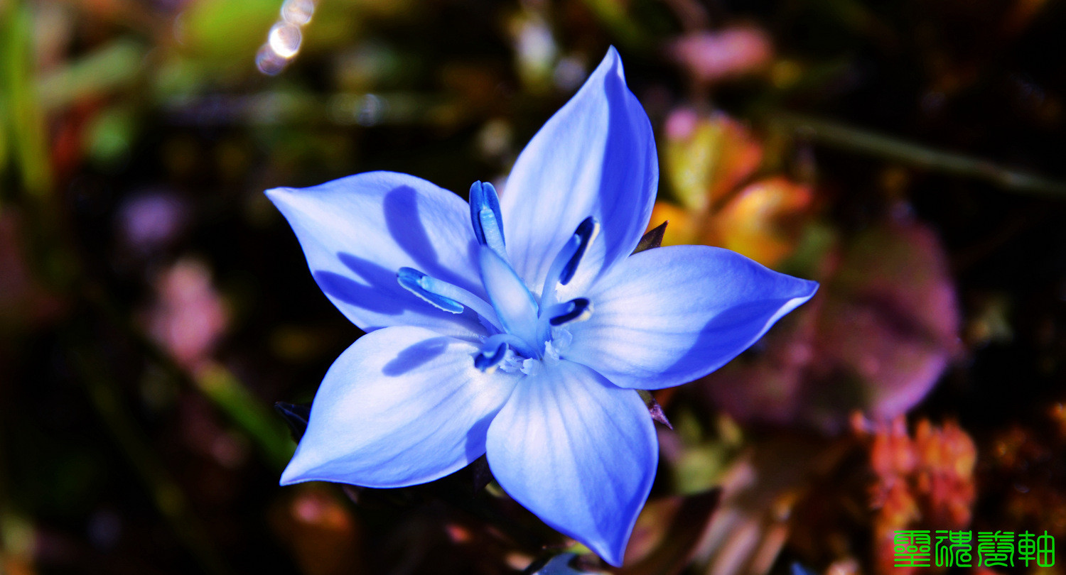 蓝魔之泪川西魔界