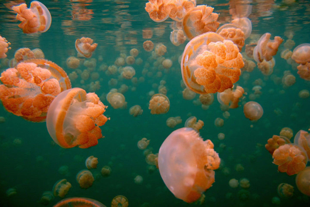 水母湖在童话里潜水