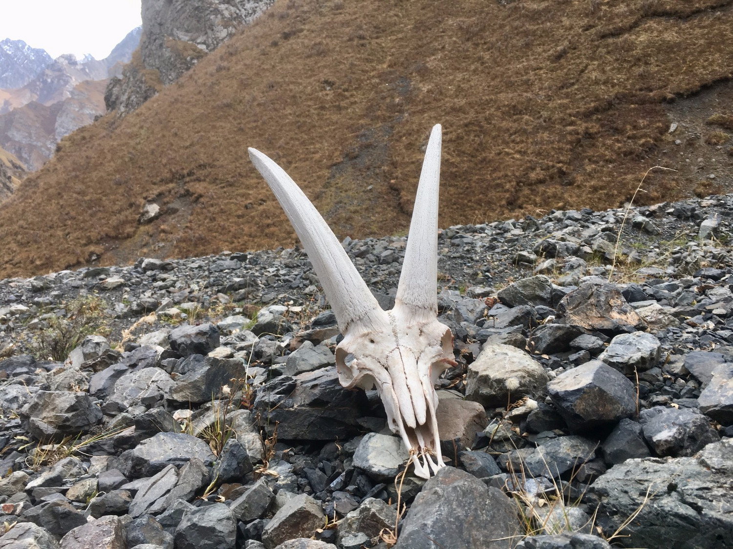 途中看到的北山羊角