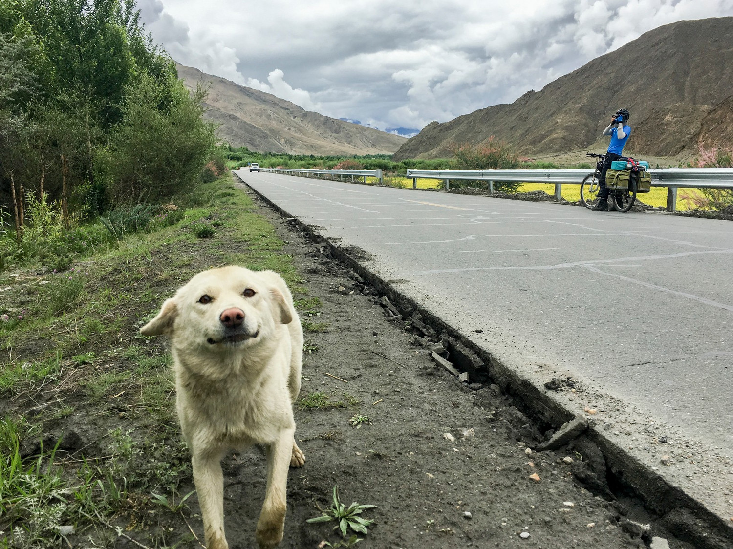 遇到一个好可爱的狗狗,我第一次在路上遇到一只狗主动过来和我打招呼.