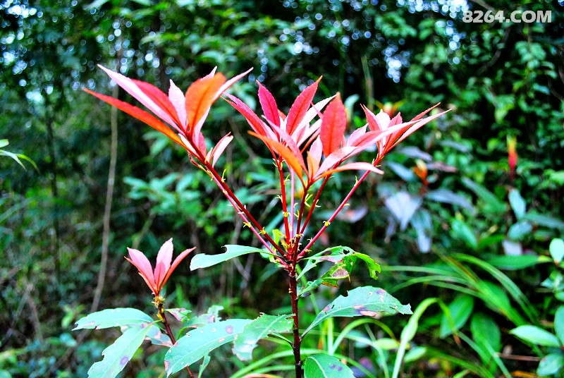 DSC_0072.jpg