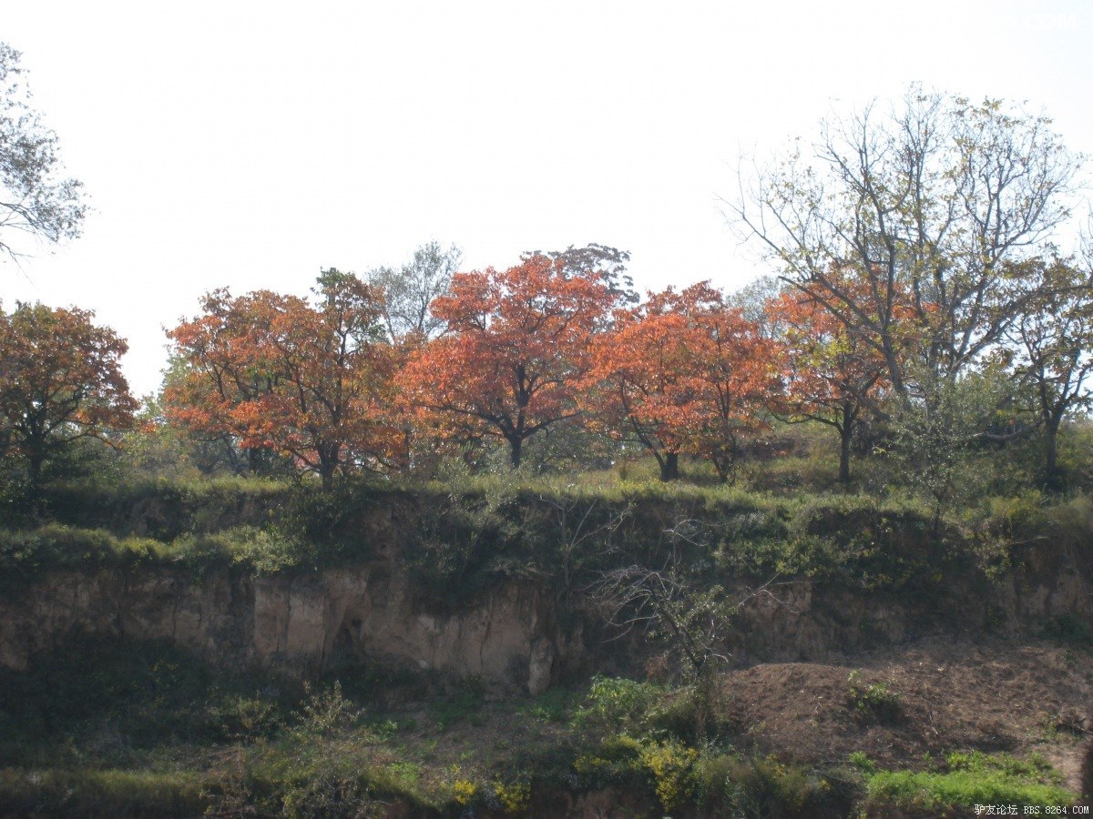IMG_6782.JPG