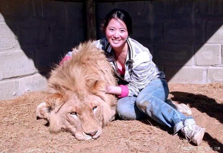 《美女与野兽》狮子妈妈的非洲生活.最温柔的女性.