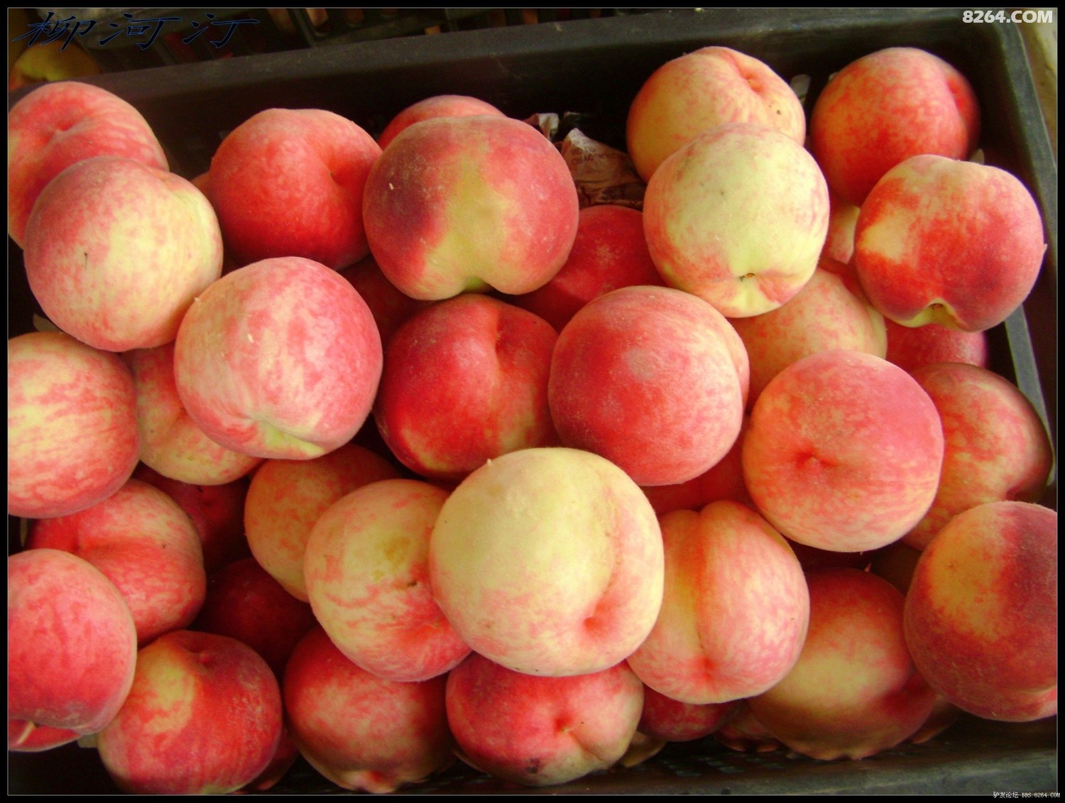 秦安桃子甲天下