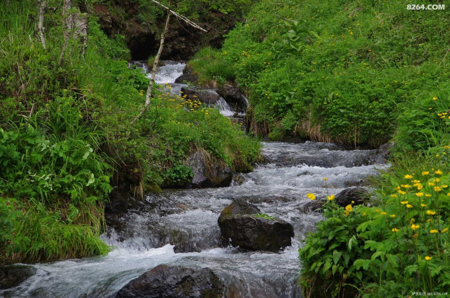 清净之旅——长白山原始森林穿越游记