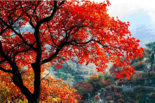 淄博长空户外aa 10月14日石安峪枫林赏红叶,吃全羊
