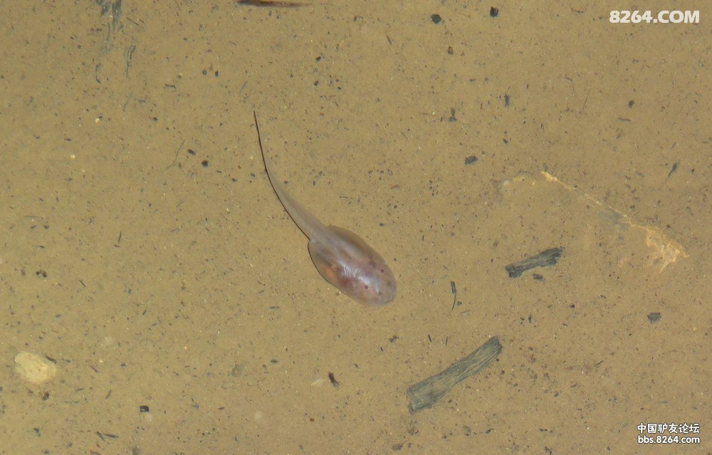 DSC02595.jpg