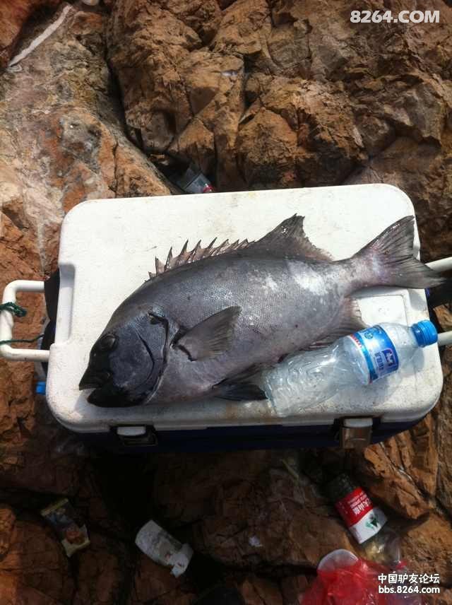 浙江舟山海礁矶钓大石鲷