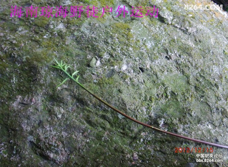 CIMG5637.jpg