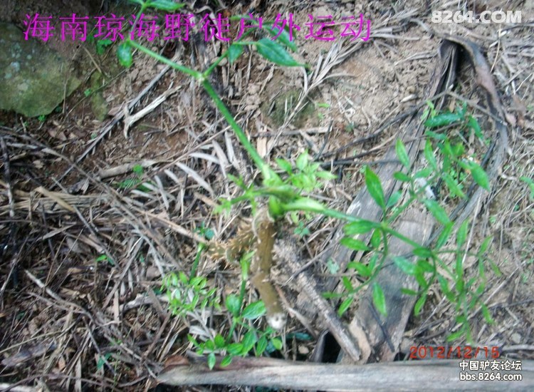 CIMG5693.jpg