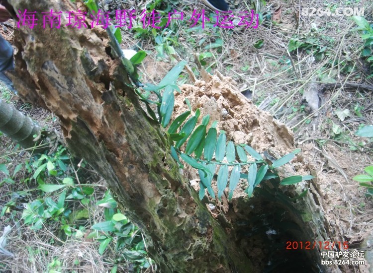 CIMG5704.jpg