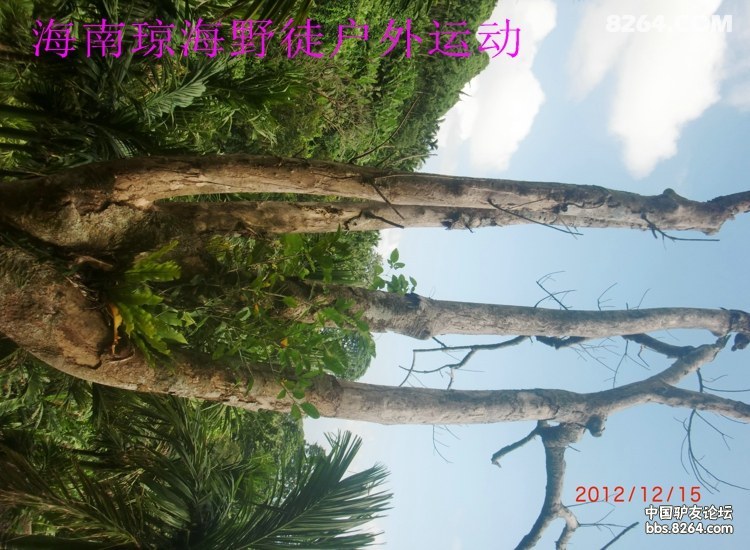 CIMG5706.jpg