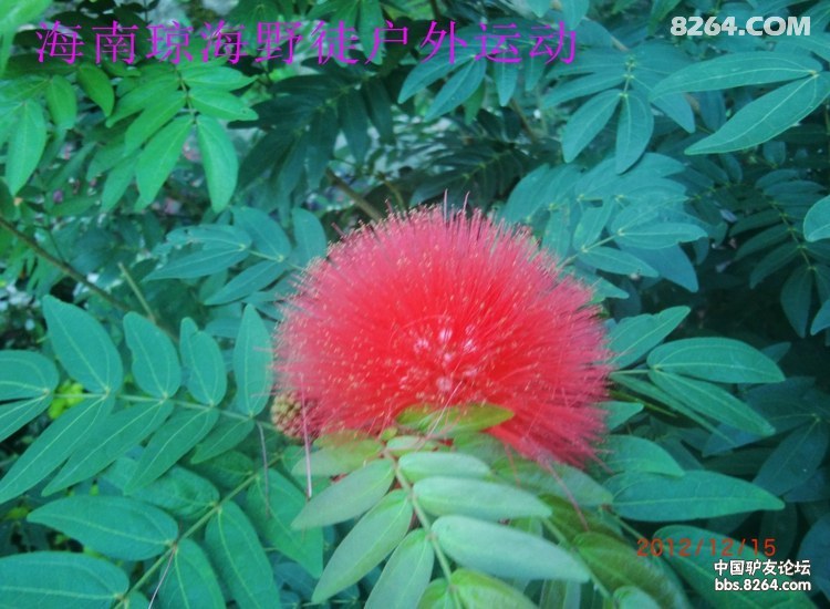 CIMG5742.jpg