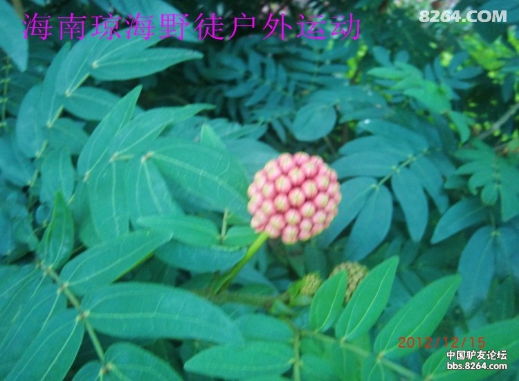 CIMG5743.jpg