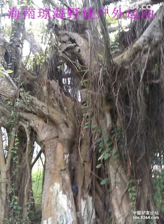 IMAG0370.jpg