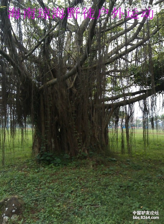 IMAG0372.jpg