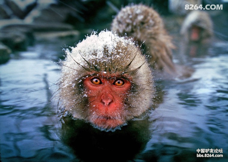 新年长野8天7夜粉雪温泉之旅