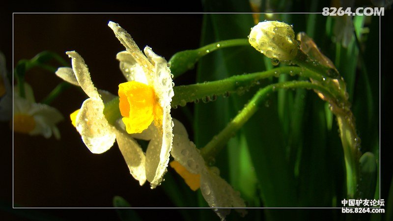 一缕清香飘来,扭头一看 哟!这么漂亮!色一把!