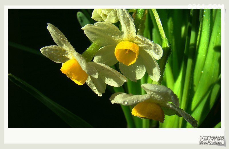 一缕清香飘来扭头一看哟这么漂亮色一把