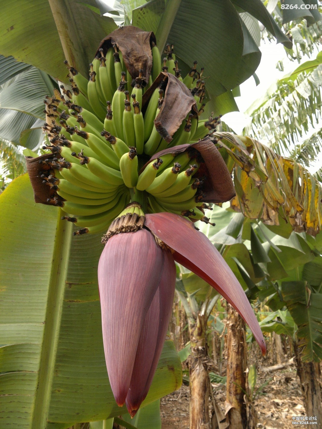 20130308543.jpg