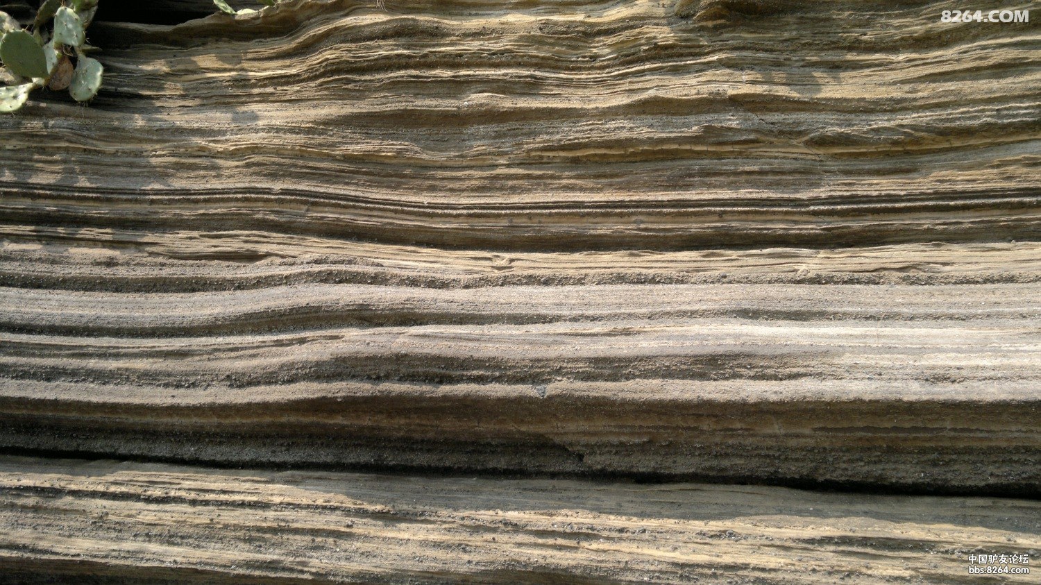 20130309790.jpg