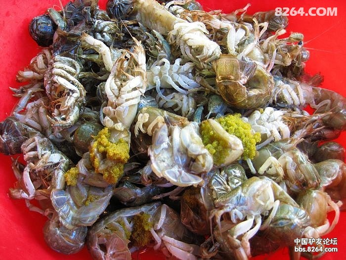 大连小海鲜蝼蛄虾