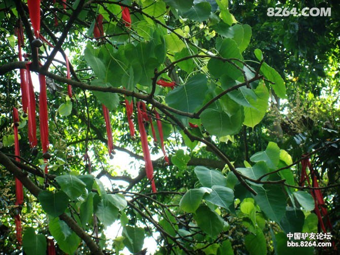 天下奇树因缘菩提——探访传说中中国唯一的阴阳合一菩提树(更新完毕)