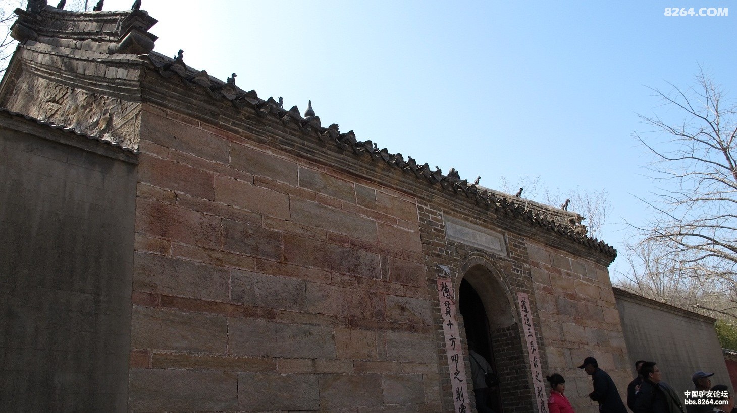 怒放的玉兰花清明观赏延福观玉兰花王