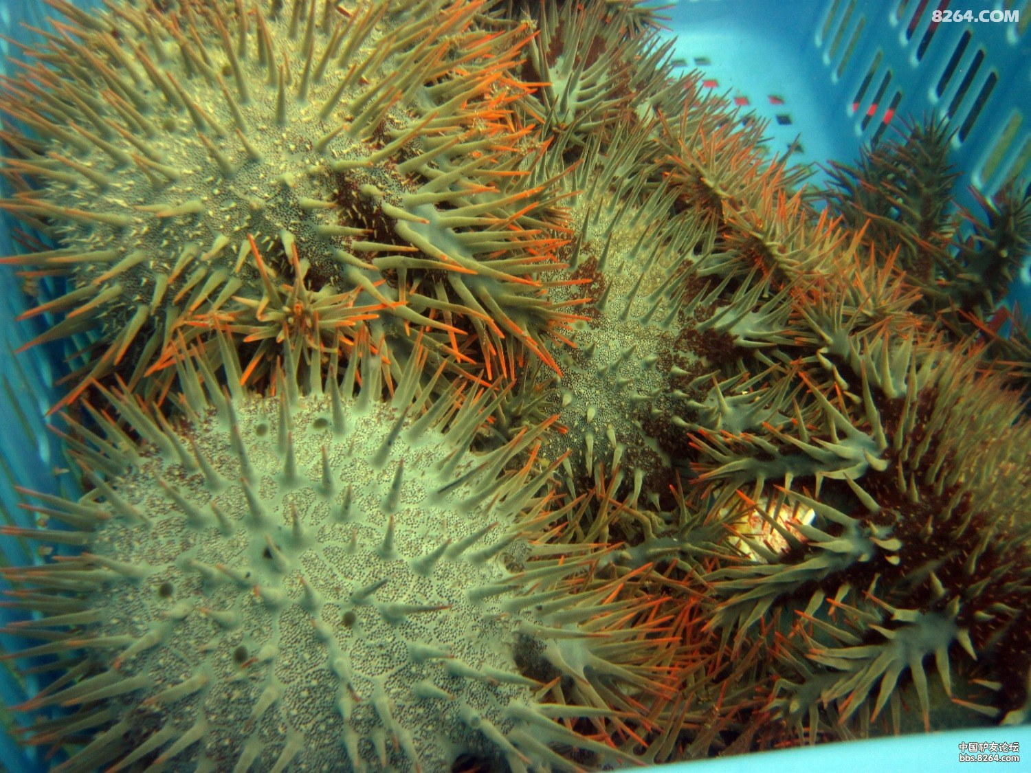 三亚 中国潜水 海洋清洁 魔鬼海星