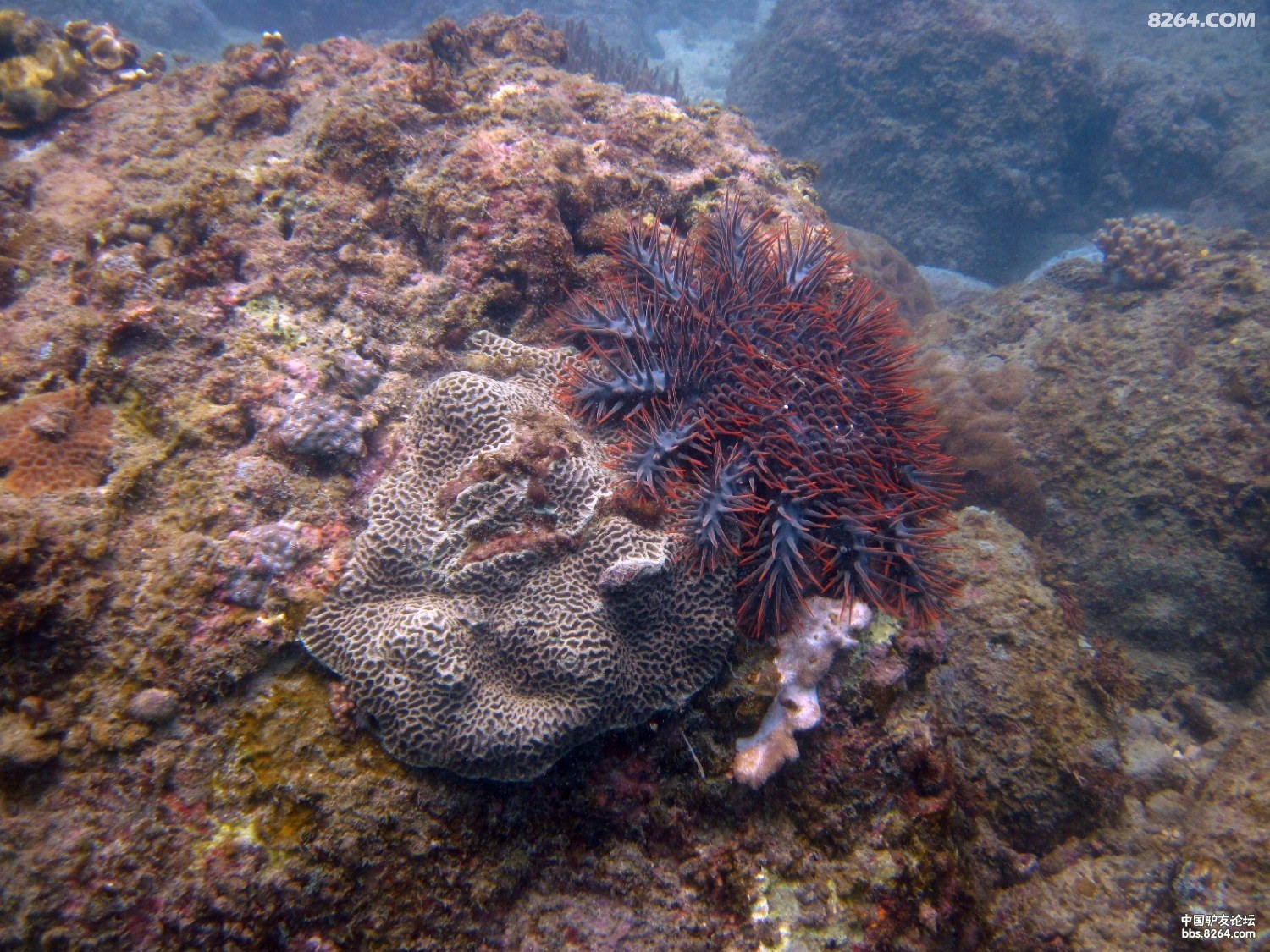 三亚 中国潜水 海洋清洁 魔鬼海星