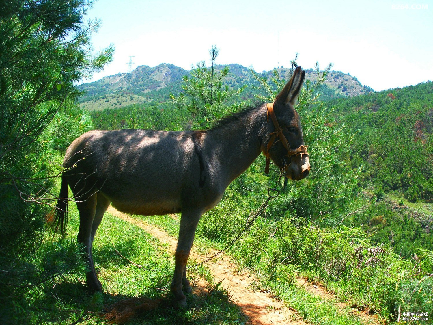送你一头驴 (和热爱户外的朋友们共勉) - 第1页 - 云南 - 8264户外