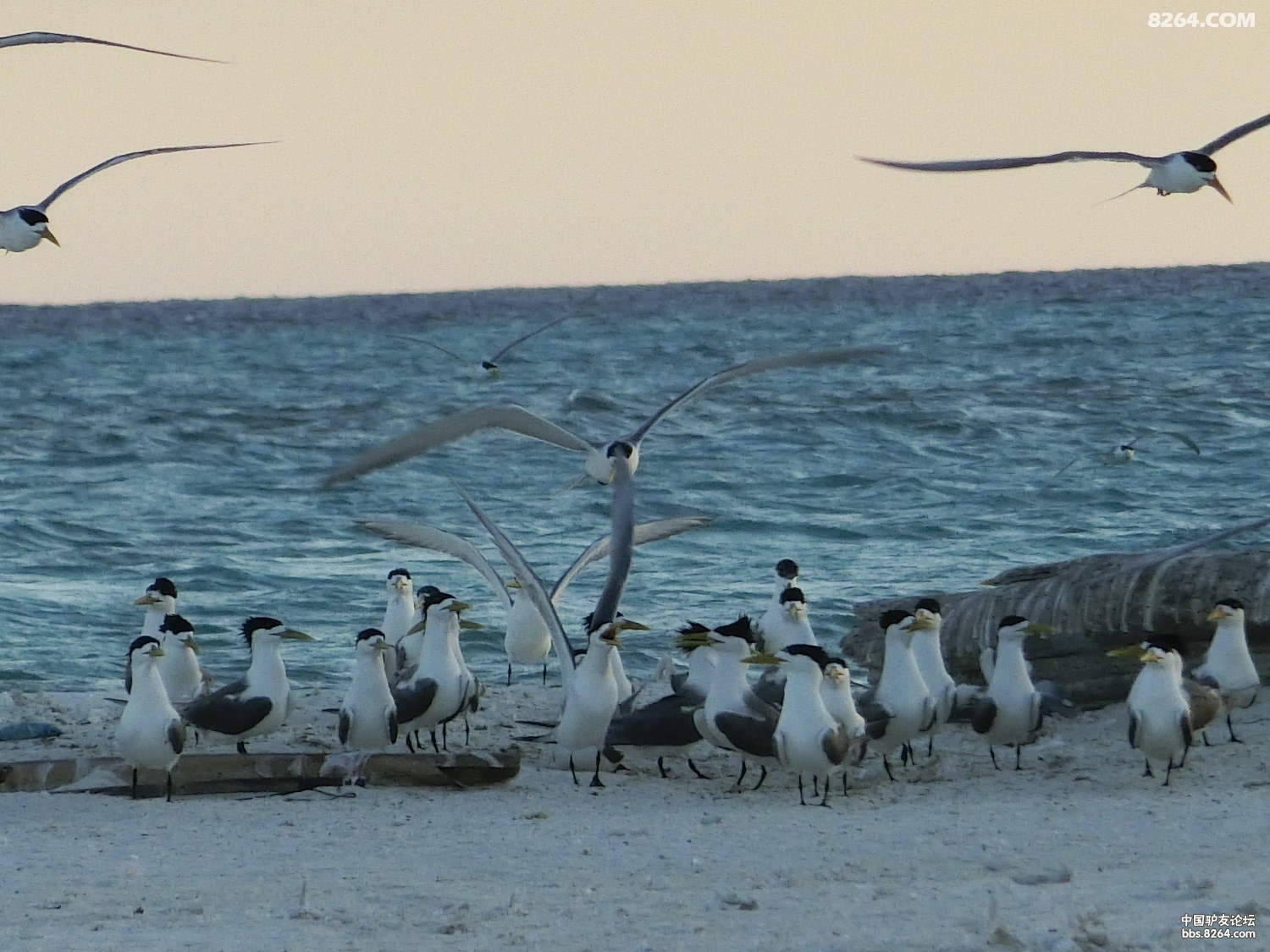 分享海鸥照片西沙群岛记