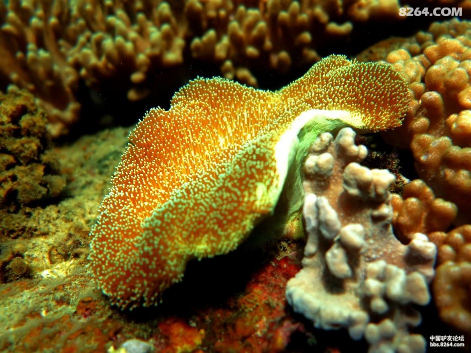 6月30日三亚后海船潜随拍小丑鱼,狮子鱼,傻瓜鱼和软珊瑚