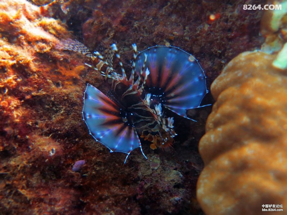 6月30日三亚后海船潜随拍小丑鱼,狮子鱼,傻瓜鱼和软珊瑚