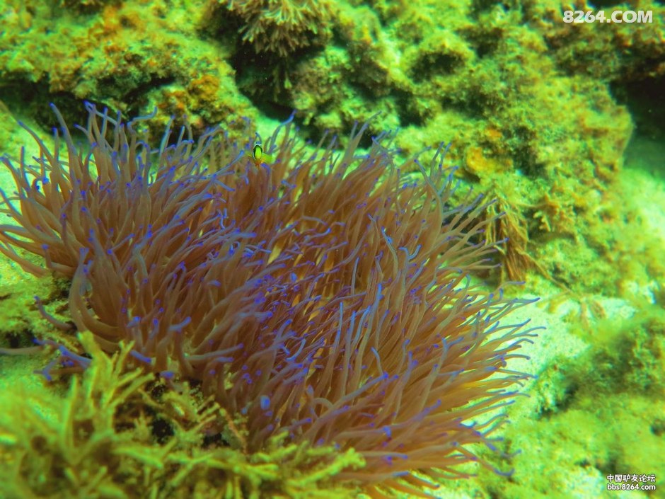 6月30日三亚后海船潜随拍小丑鱼,狮子鱼,傻瓜鱼和软珊瑚