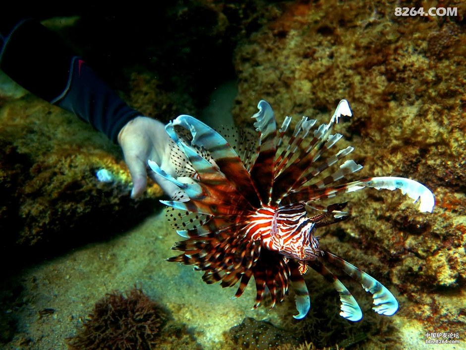 6月30日三亚后海船潜随拍小丑鱼,狮子鱼,傻瓜鱼和软珊瑚